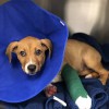 Best Care Animal Hospital