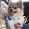 Royal Pet Salon