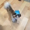 Canine Carousel Pet Salon
