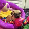 A Pet Lover's Sitting & Grooming Service