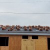 Pin Roofing