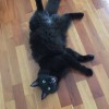 Cat Sitting By Jen