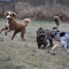 Eva's Play Pups Countryside Dog Camp