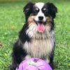 Country Roads Pet Sitting