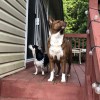 We Let The Dogs Out
