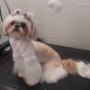 Paw Envy Mobile Dog Grooming