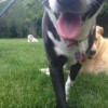 Wagging Tails Pet Sitting