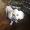 The Pet Salon