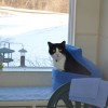 The Country Kitty B & B