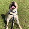 Downtown Dog Walker