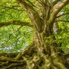 Black Eagle Tree Services