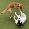 Diggity Doggy