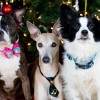 Canino Grooming