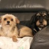 Fur Crazy Pet Salon
