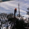 Criss Tree Care