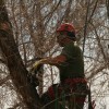 Donovan Arborists