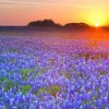Amazing Texas RV Resort & Campground