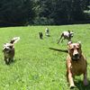 Dog Works Ranch