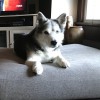 Playtime Doggy Daycare II