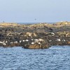 Acadian Boat Tours