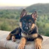 Top Shepherd