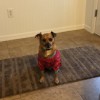 Rainbow River Animal Hospital