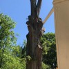 Piedmont Tree & Lawn Care