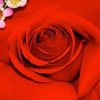 Oakbrook Florist & The Gift Garden