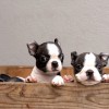 Westwood Animal Hospital