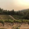 Mais Fica Winery