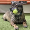LA Dogworks