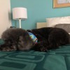 Groomingdeals