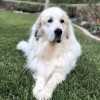 Paw In Order