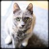 Furry Friends Pet Sitting