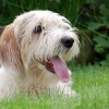 The Smiling Dog Pet Sitters & Dog Walkers