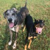 Dog Haven Lodge