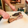 Al's & Son Bar-B-Q
