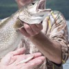 Justy-Joe Fishing Charters