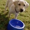 Stuart Pet Sitters
