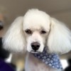 Le Pooch Grooming & Boutique