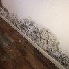 The Mold Warriors