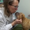 North Boulder Companion Animal Hospital