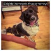 Right At Home Pet Service