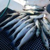 Adventure Charters