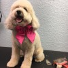 The Hairy Hound