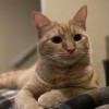 The Metro Pet