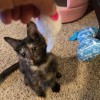 Pet Nannies