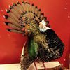 Sure Shot Taxidermy