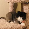 Untangled Mobile Pet Grooming