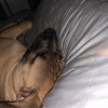 Dog Time